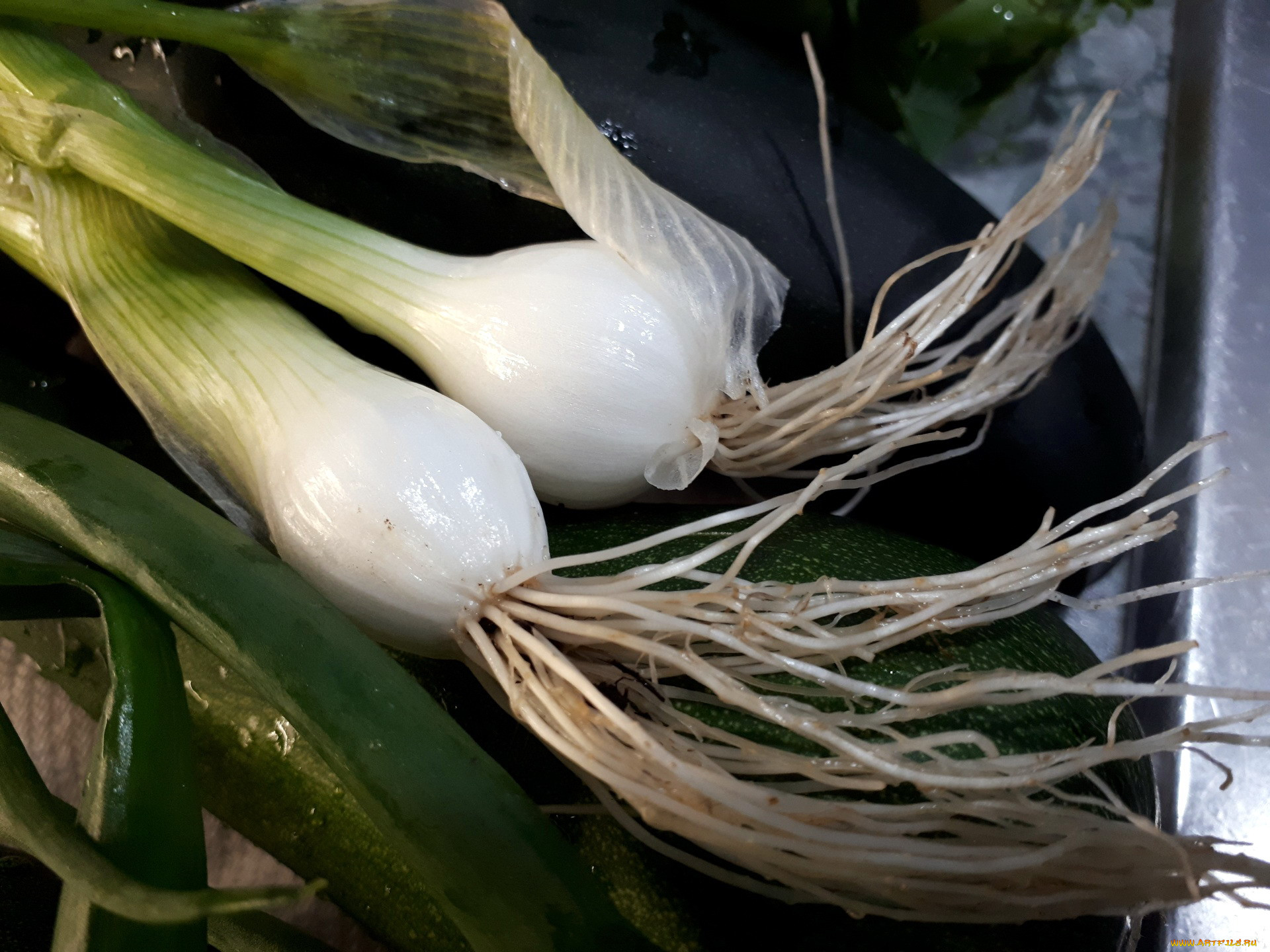 Allium wallichianum